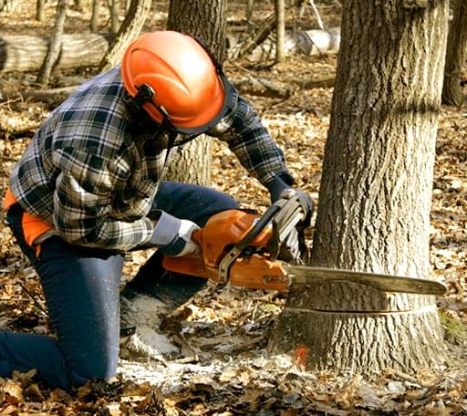 Tree Removal in Fort Rucker, AL